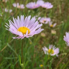 Willamette Fleabane thumbnail 4