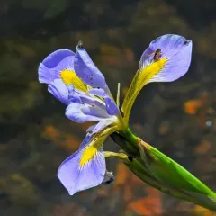 southern blue flag thumbnail 3