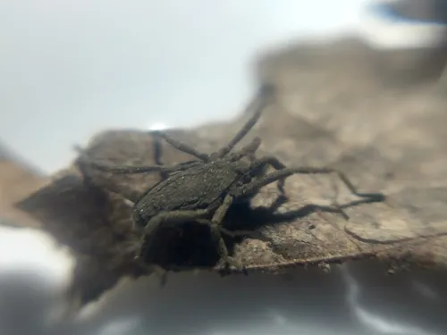 Trogulus tricarinatus