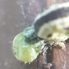Fall Cankerworm Moth thumbnail 3