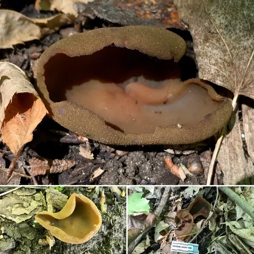 Common Brown Cup