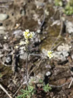 Yukon Draba thumbnail 2