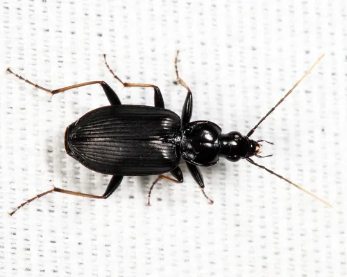 Agonum albicrus