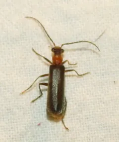 Dichelotarsus simplex thumbnail 1