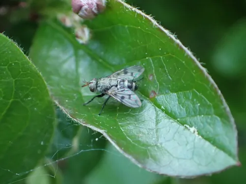Homalactia harringtoni