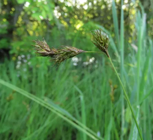 oval sedge