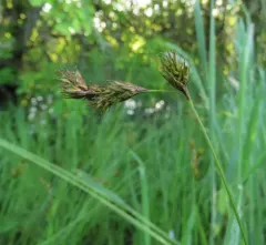 oval sedge thumbnail 1