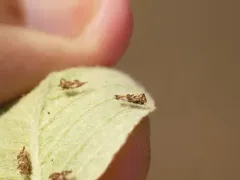 Hawthorn Lace Bug thumbnail 2