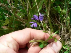 Common Milkwort thumbnail 1