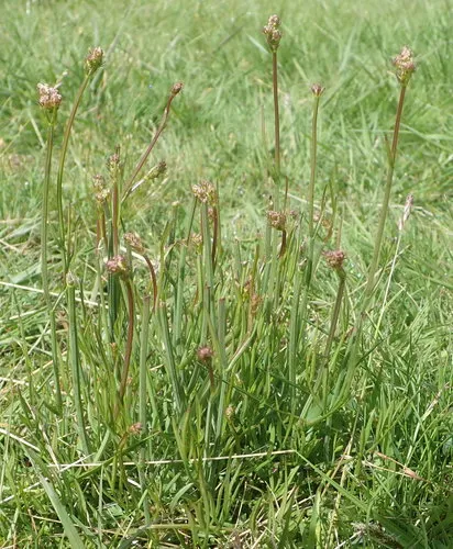 Corky-fruited Water-dropwort
