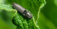 Corymbitodes elongaticollis thumbnail 2