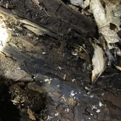 Pitch-black Collared Ant thumbnail 3