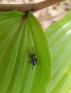 Two-lined Stealthy Ground Spider thumbnail 2