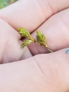 Prairie Straw Sedge thumbnail 2