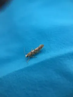 Juniper Seed Moth thumbnail 1