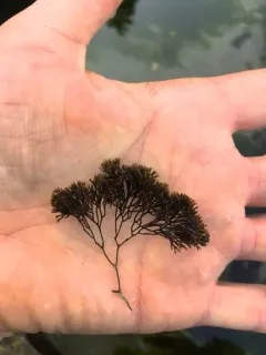 Ahnfeltia fastigiata thumbnail 3