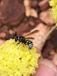 Euodynerus exoglyphus thumbnail 1