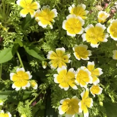 Douglas' meadowfoam thumbnail 2