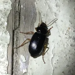 Anisodactylus verticalis thumbnail 2