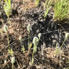 Woolly Plantain thumbnail 1