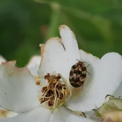 Varied Carpet Beetle thumbnail 2