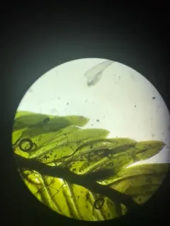 Rock Pocket-moss thumbnail 2