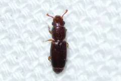 Bactridium striolatum thumbnail 2