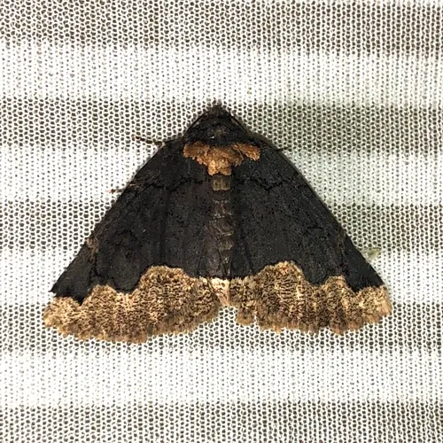 Horrid Zale Moth