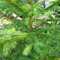 red spruce thumbnail 4