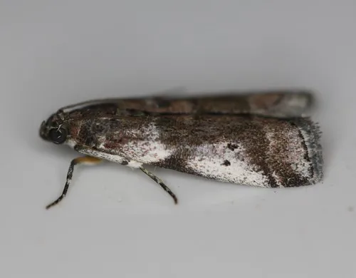 Cranberry Fruitworm Moth