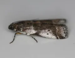 Cranberry Fruitworm Moth thumbnail 1