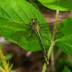 Lilypad Clubtail thumbnail 2