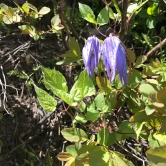 Purple Clematis thumbnail 2