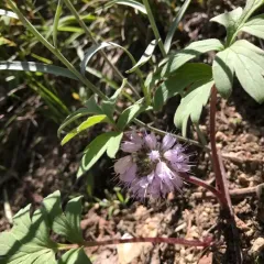 ballhead waterleaf thumbnail 2