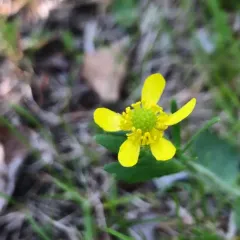 Prairie Buttercup thumbnail 4