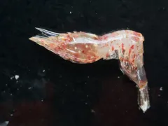 Arctic Eualid Shrimp thumbnail 3