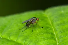 Dolichopus occidentalis thumbnail 4