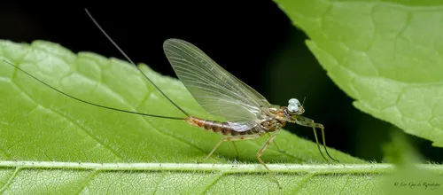 Cinygmula subaequalis