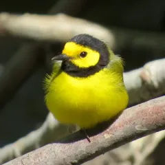 Hooded Warbler thumbnail 2