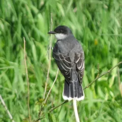 Eastern Kingbird thumbnail 2
