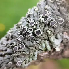 Hoary Rosette Lichen thumbnail 1