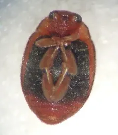 Nebulous Lady Beetle thumbnail 4