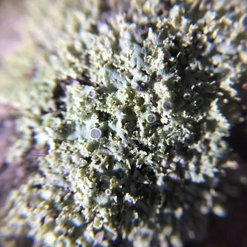 rosette lichen