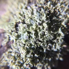 rosette lichen thumbnail 1