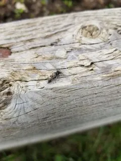 Crabro vernalis thumbnail 3