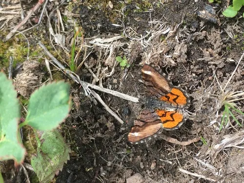 Red-winged Wave Moth