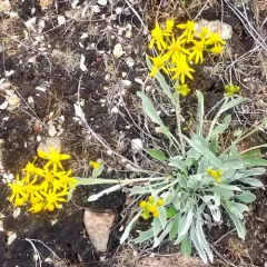 woolly groundsel thumbnail 2