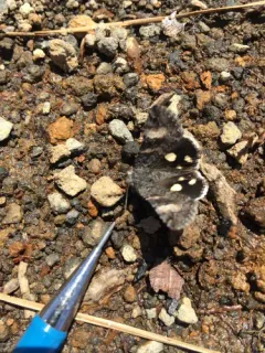 Litocala Moth thumbnail 2