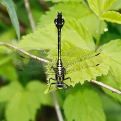 Skillet Clubtail thumbnail 2