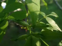Ash Petiole Gall Midge thumbnail 2